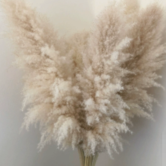 BohoBliss - Dried Pampas Grass