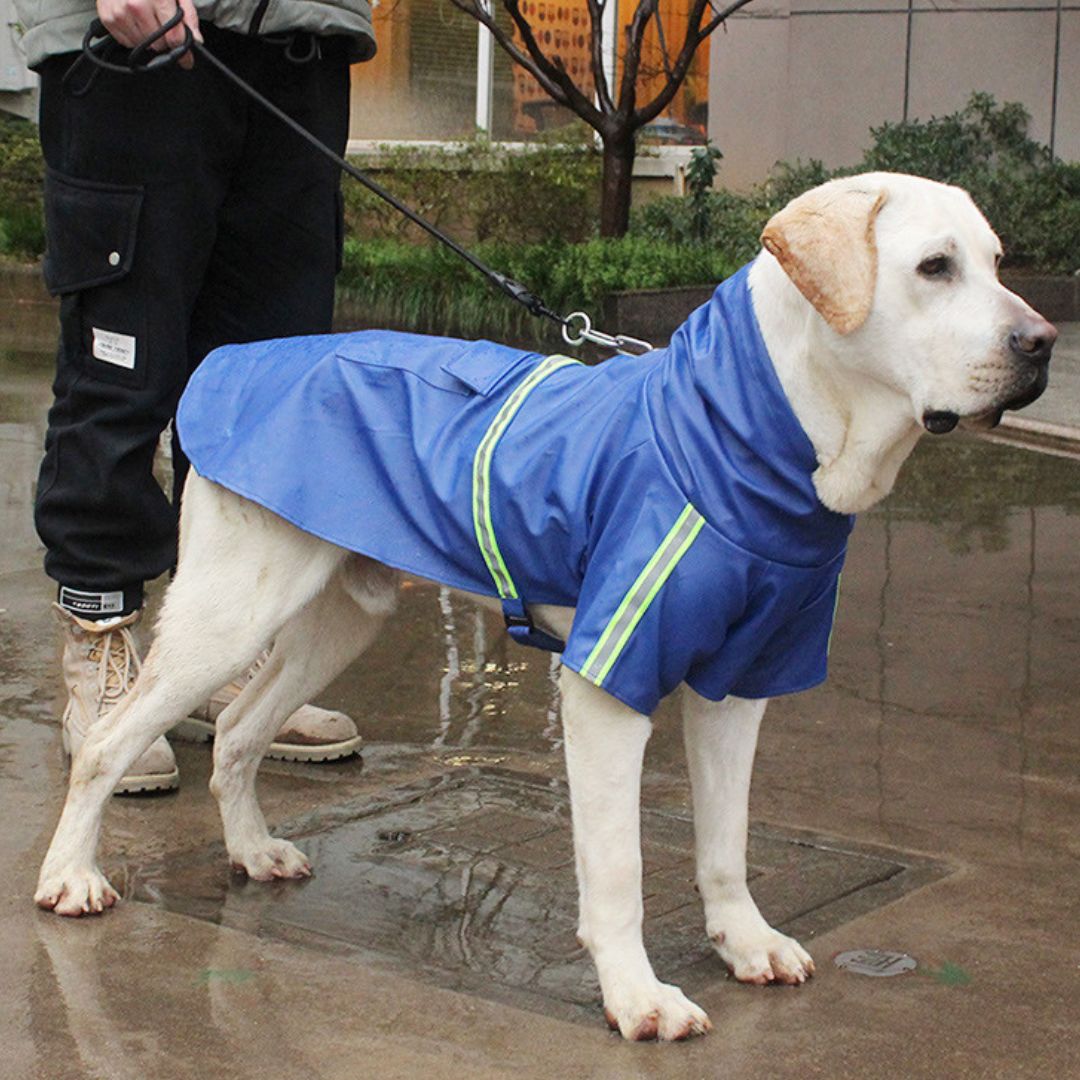Waterproof Dog Jacket | Comfortable and Durable