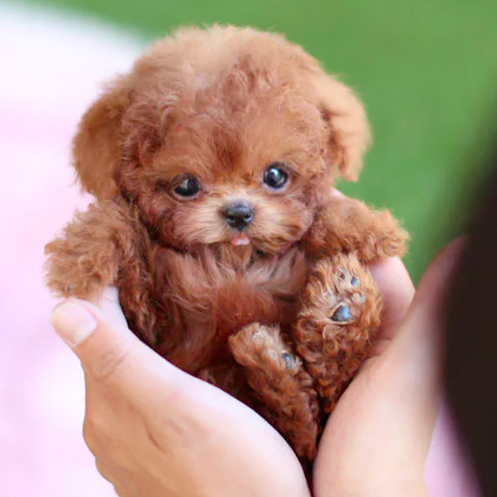 Dog Toy - Realistic Robot Puppy