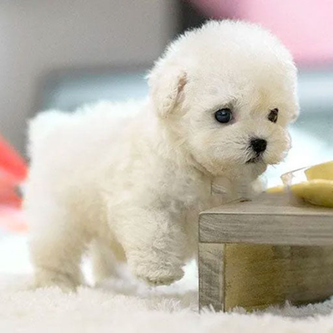 Interactive Robot Puppy for Kids – Lifelike Companion
