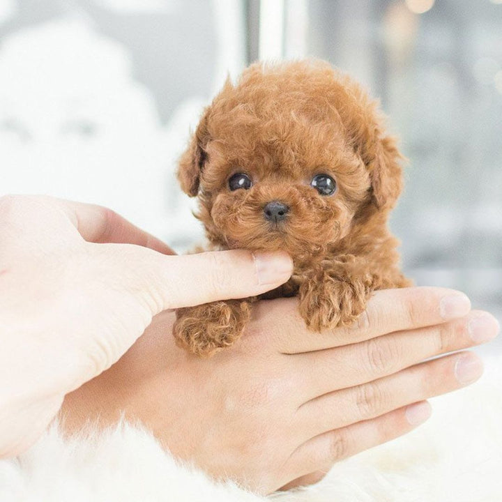 Interactive Robot Puppy for Kids – Lifelike Companion