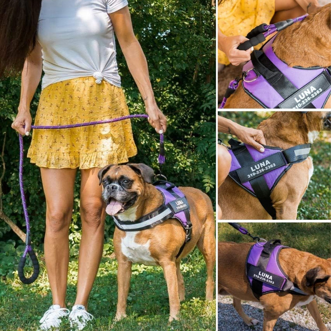 Personalisable Dog Harness – Reflective and Supportive Design