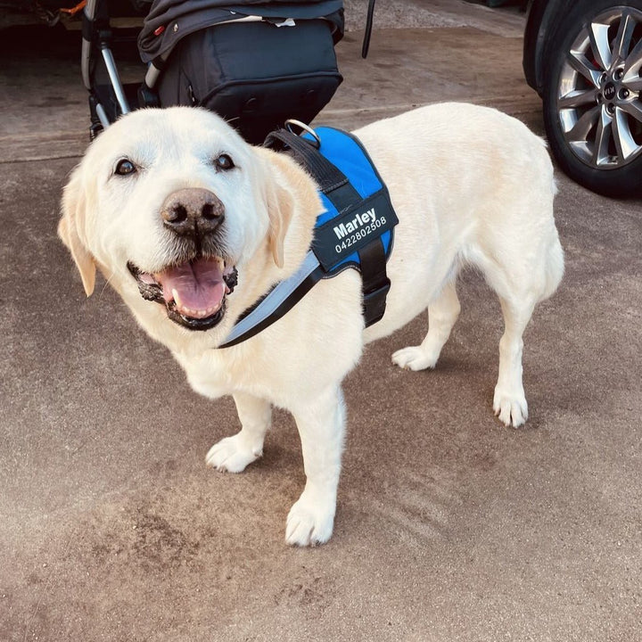 Personalisable Dog Harness – Reflective and Supportive Design
