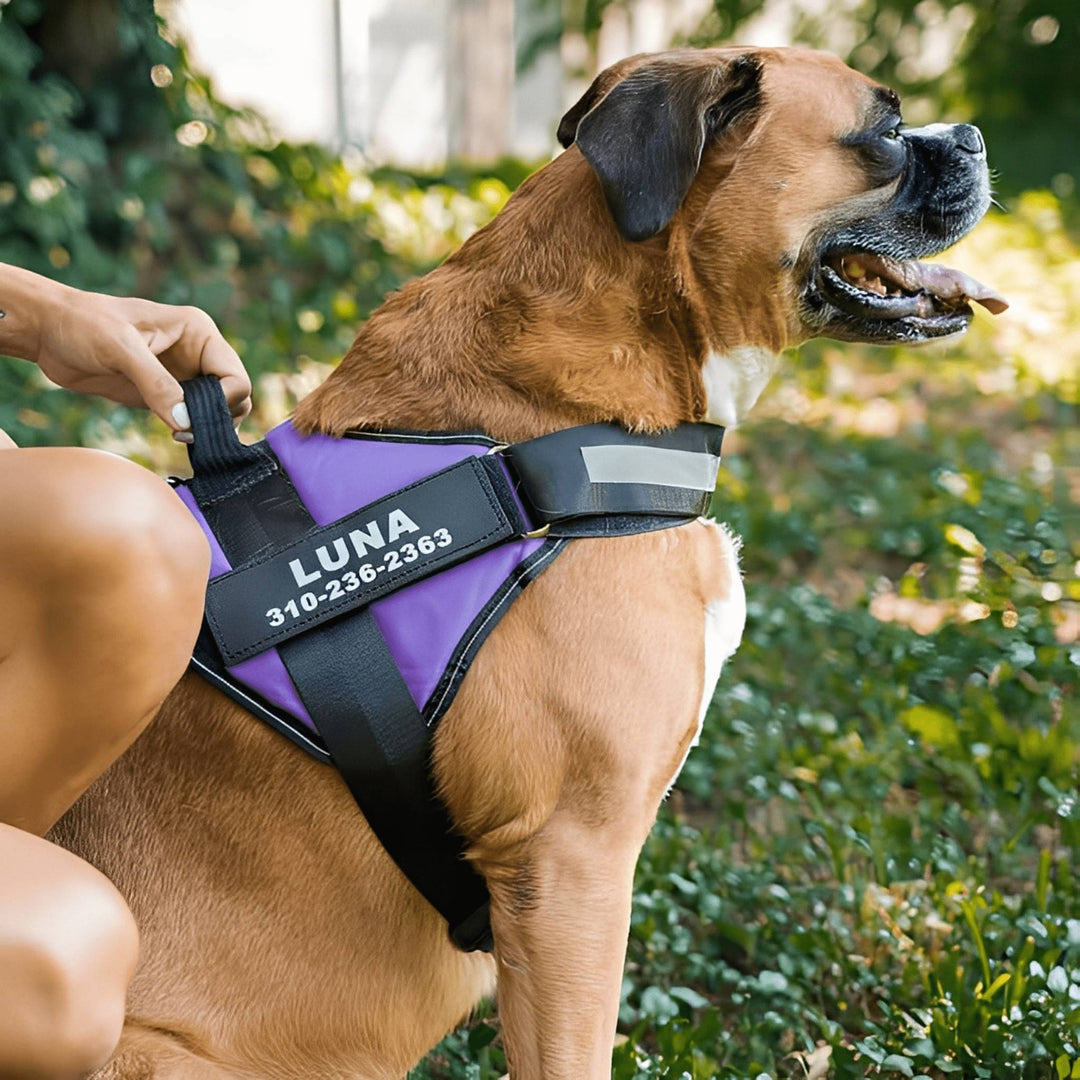 Personalisable Dog Harness – Reflective and Supportive Design