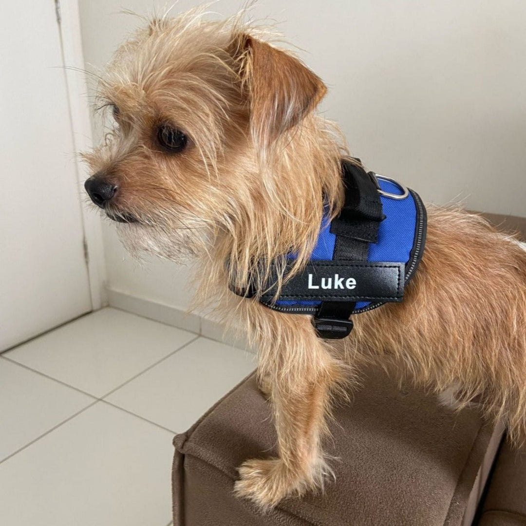 Personalisable Dog Harness – Reflective and Supportive Design