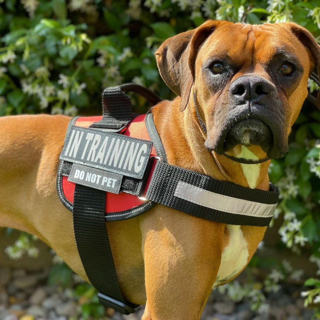 Personalisable Dog Harness – Reflective and Supportive Design