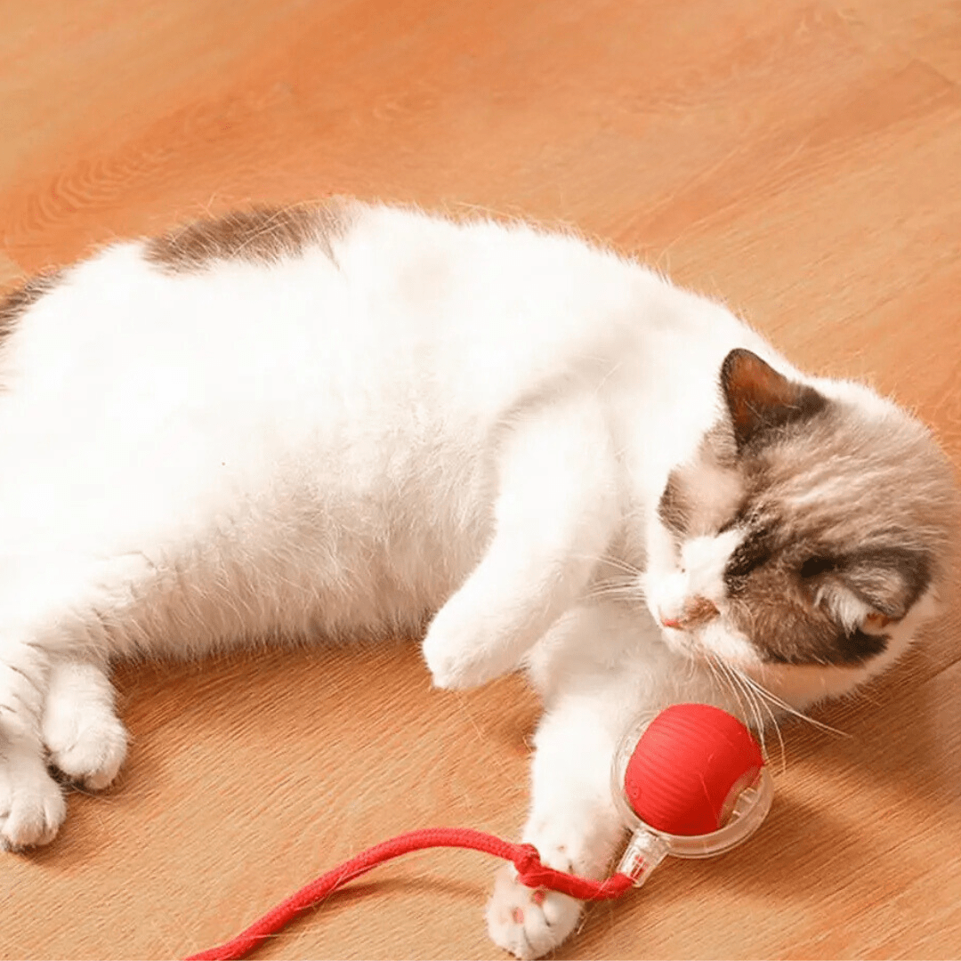 ChaseBall Interactive Chase Toy for Dogs and Cats - LED, USB